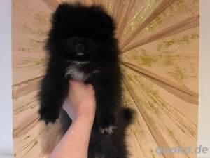 Zwergspitz Pomeranian Welpen Mädels mit Ahnentafel