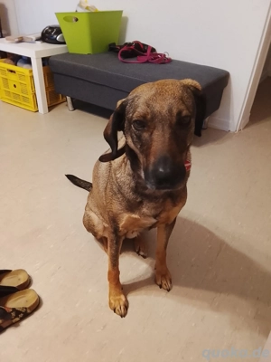 Habe ein hund zu verkaufen 