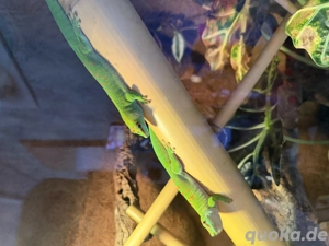 Madagaskar-Taggeckos + komplett eingerichtetes Terrarium zu verkaufen