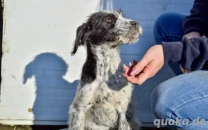 Gepunktete Welpin Esme sucht Körbchen & Herz