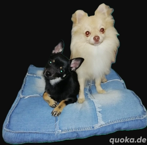 chihuahua pomeranian pomchi Welpen 2 Rüden geb. 8.11.2025