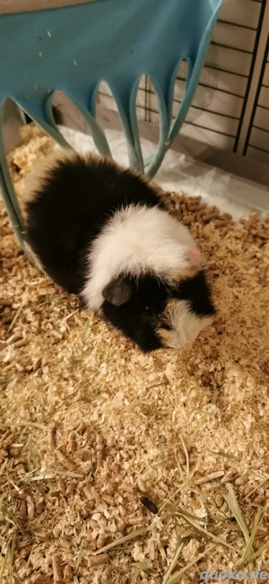 Meerschweinchen abzugeben 