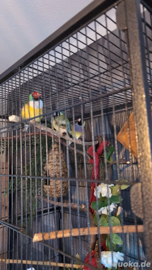 Gouldamadinen zu verkaufen 