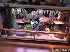 großes terrarium mit zubehör & teschnik 