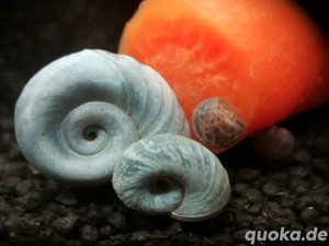 wunderschöne blaue Posthornschnecken 1 Stück = 1 Euro Bild 2