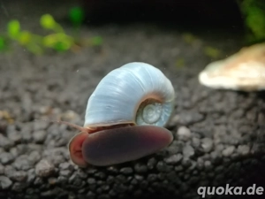 wunderschöne blaue Posthornschnecken 1 Stück = 1 Euro Bild 4