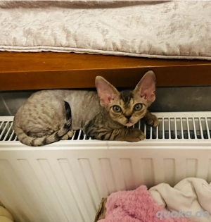 Devon-Rex-Mädchen   neu eingestellt, Abgabe im Februar