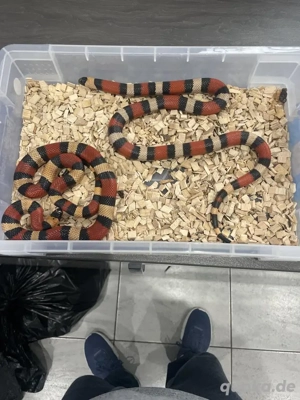 Puebla-Milchschlangen, bewährtes Paar