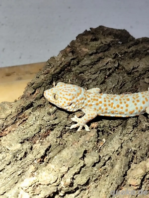 Tokeh NZ Gekko gecko 