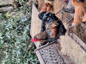 Hähne blauleger Mix Bramasmix 