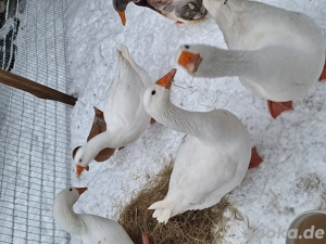 Gänsepaar Gans Ganter 