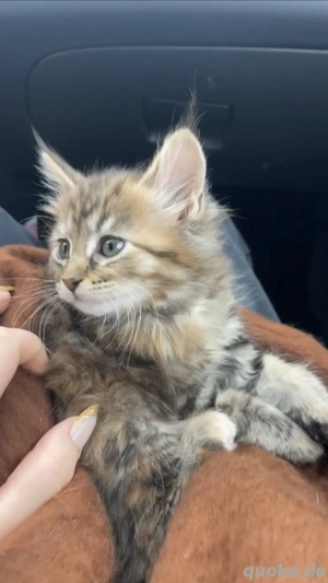 Maine coon Kitten