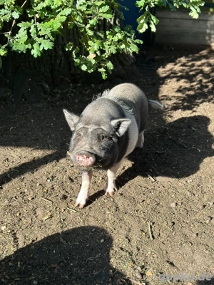 Vier Minischweine abzugeben