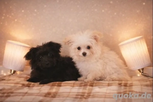 Pomapoo Maltipoo Welpen suchen ein zu Hause 