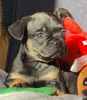 Premium Französische Bulldoggen Welpen aus promovierter Zucht 