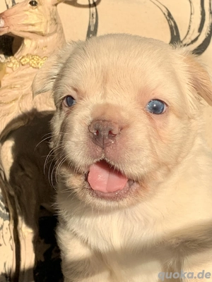 Premium Französische Bulldoggen Welpen aus promovierter Zucht