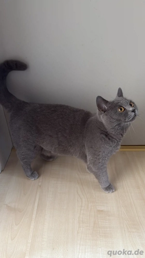 Britisch Kurzhaar Katze