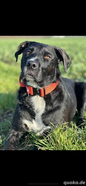 Rüde Schweren Herzens abzugeben 