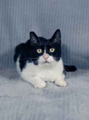 Margo junge Katze sucht ein Zuhause 