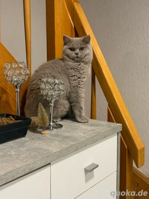 Britisch Kurzhaar Mädchen