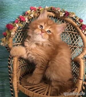 Prächtige Maine Coon Kitten 