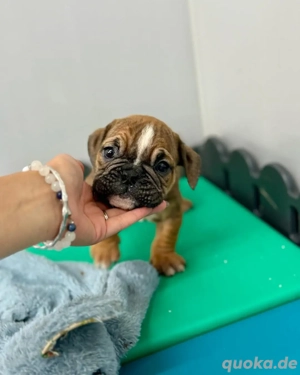 Französische Bulldoggenwelpen. 017668441254