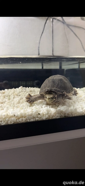 Moschussschildkröte