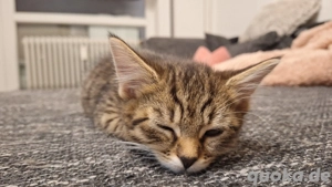 Zwei Wunderschöne Maine Coon BKH Herzensbrecher suchen ein  Für-immer-Zuhause