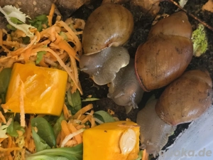 4x Megalobulimus oblongus haemastomus