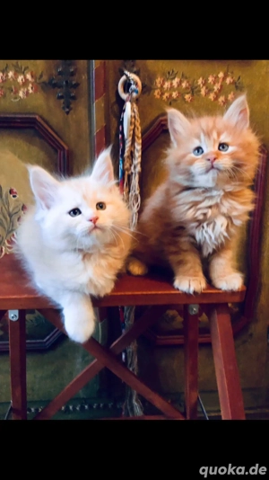 Prächtige Maine Coon Kitten mit seidigem  Fell
