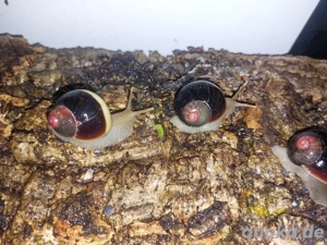 Acavus haemastoma haemastoma, subadulte Baumschnecken