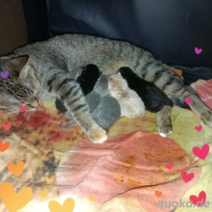 Katzen-Kitten Bengal britisch langhaar Mix