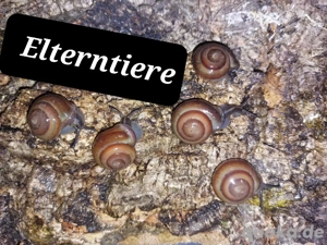 Pleurodonte Isabellas, kleine Schnecken Bild 4