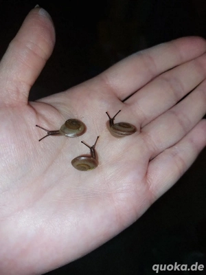 Pleurodonte Isabellas, kleine Schnecken