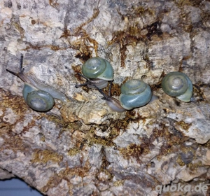 Pleurodonte Isabellas, kleine Schnecken Bild 2