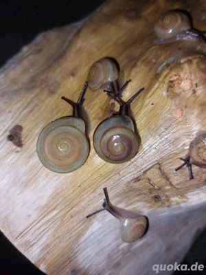 Pleurodonte Isabellas, kleine Schnecken Bild 3