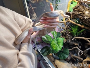 Kornnatter zu verschenken 