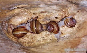 Helix lucorum, gestreifte Weinbergschnecken