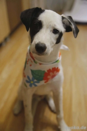 Süßer Leo sucht liebevolle Hundefreunde für immer