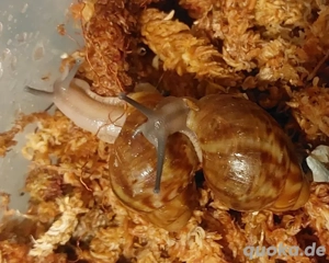 Archachatina Rhodostoma, Achatschnecken Bild 2