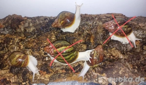 Archachatina Rhodostoma, Achatschnecken