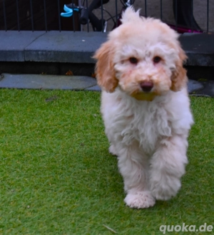 Zwergpudel Kleinpudel Welpen 