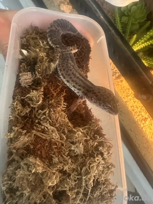 3 Leopardengeckos (0.3 weibchen) abgzuehen 