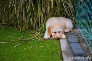 Kleinpudel Welpen