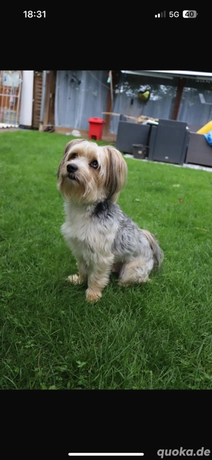 Emil   lieber Hund (4 Jahre) sucht ein neues Zuhause