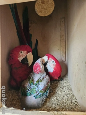 Dunkelrote Ara Henne ( Baby ) Reservierung möglich 