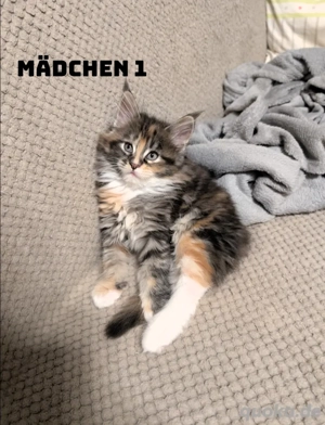 Meine Coon Kätzchen 