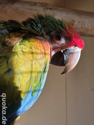 Ara Sharmrock Henne von 2025