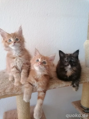 Liebevolle Maine Coon Kitten  