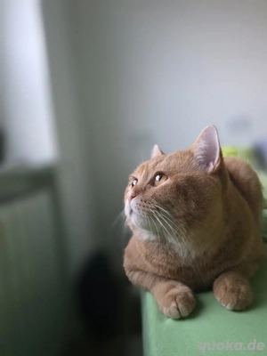 Wunderschöner orangefarbener Kater "Garfild" sucht ein neues Zuhause